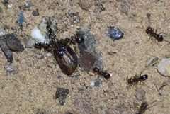Dorymyrmex smithi