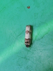 Epinotia thapsiana