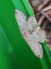 Idaea incisaria