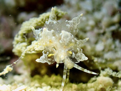 Eubranchus ocellatus