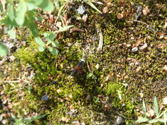 Platydracus stercorarius