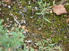 Platydracus stercorarius