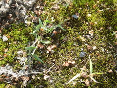 Platydracus stercorarius