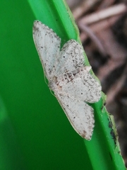 Idaea incisaria