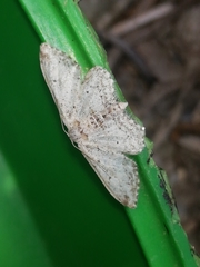 Idaea incisaria