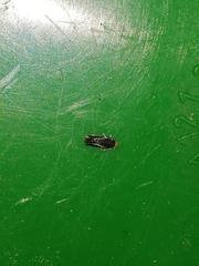 Monopis nigricantella