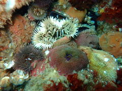 Bunodactis reynaudi