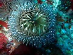 Bunodactis reynaudi