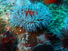 Bunodactis reynaudi