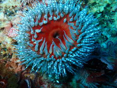 Bunodactis reynaudi