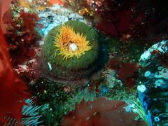 Bunodactis reynaudi