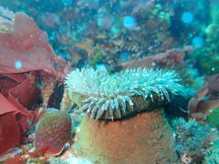 Bunodactis reynaudi