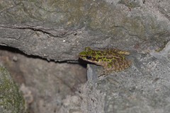 Odorrana tianmuii