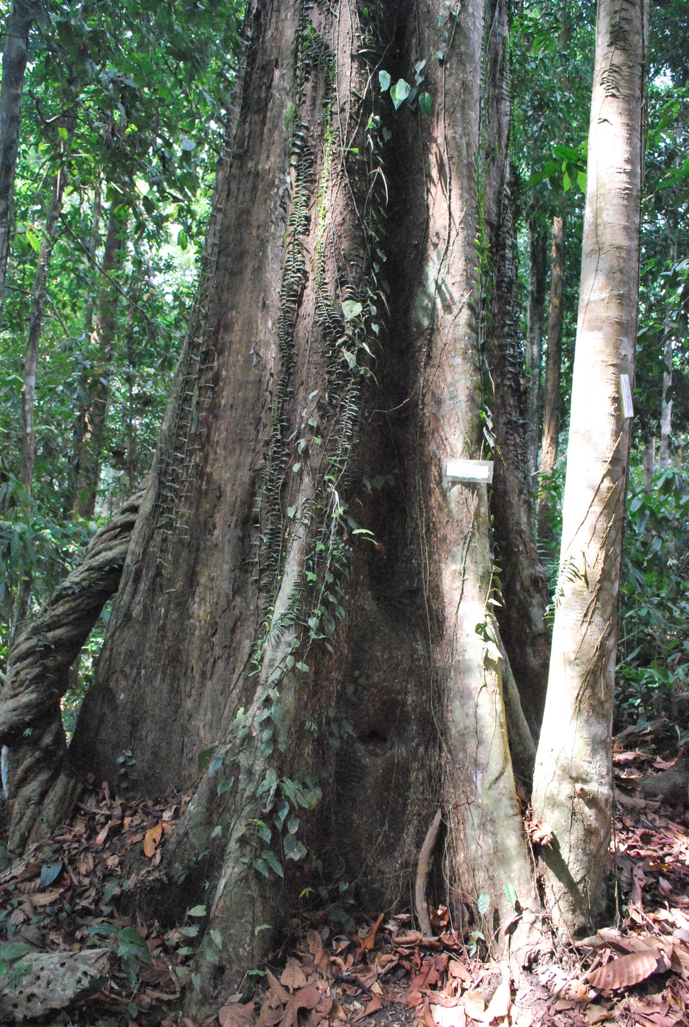 Eusideroxylon
