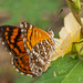 Mariposas Hormigueras - Photo (c) djhiker, algunos derechos reservados (CC BY-NC), subido por djhiker