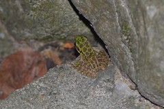 Odorrana tianmuii