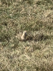 Spermophilus citellus