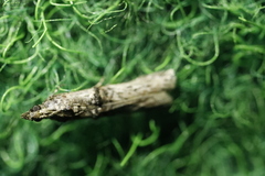 Nephopterix angustella