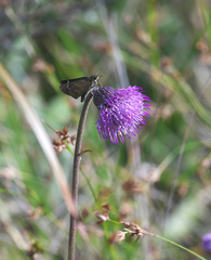 Cirsium sieboldii