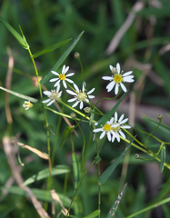 Aster rugulosus