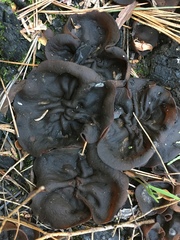 Plicaria endocarpoides