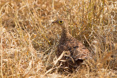 Pterocles bicinctus multicolor