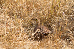 Pterocles bicinctus multicolor