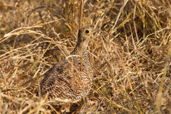 Pterocles bicinctus multicolor