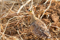 Pterocles bicinctus multicolor