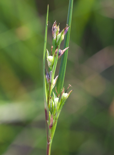 Scleria mikawana iNat (2)