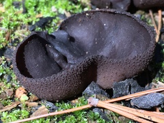 Plicaria endocarpoides