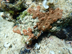 Hemimycale columella