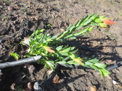 Liparia splendens splendens