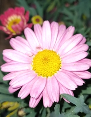 Argyranthemum frutescens