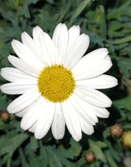 Argyranthemum frutescens