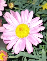 Argyranthemum frutescens