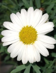 Argyranthemum frutescens