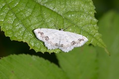 Scopula propinquaria