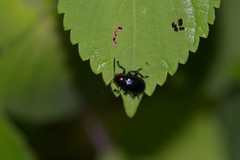 Platycorynus ignicollis