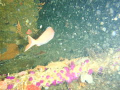 Pterogymnus laniarius