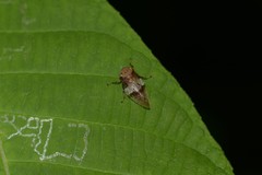 Aphrophora intermedia