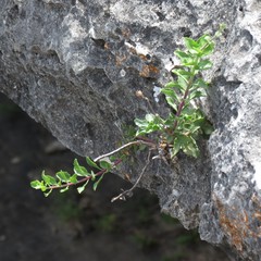 Penstemon baccharifolius