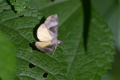 Dichromia sagitta