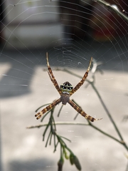 Argiope aetheroides