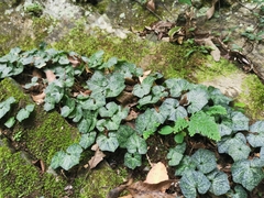 Nervilia taiwaniana