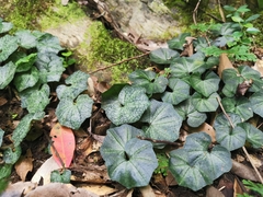 Nervilia taiwaniana