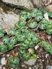 Nervilia taiwaniana