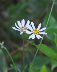 Aster rugulosus