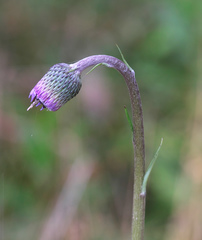 Cirsium sieboldii