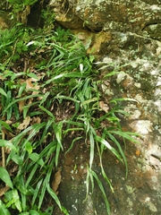 Lepisorus pseudoussuriensis